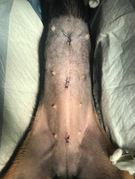 写真 2018-05-29 10 25 33